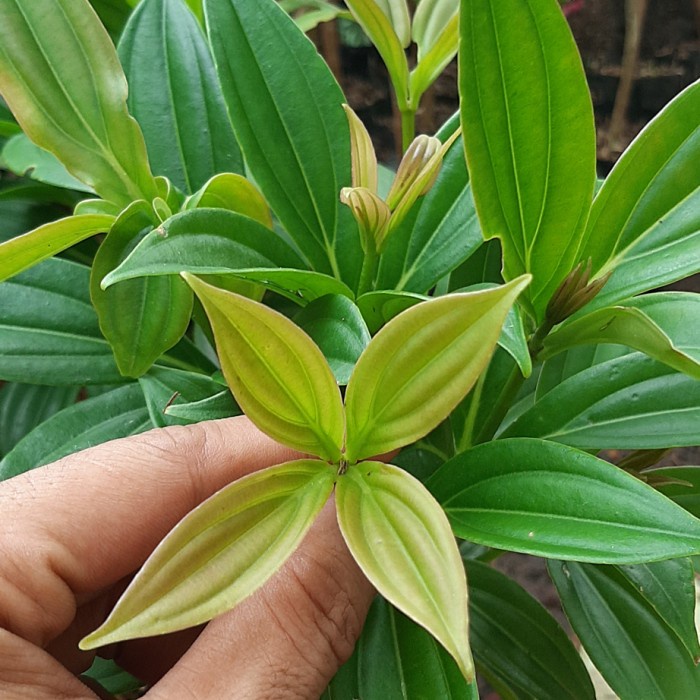 Tanaman parijoto tanaman buah parijoto MM