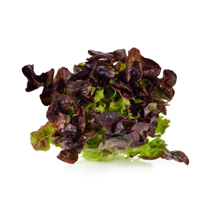 

Sayur Hidroponik Red Oakleaf Lettuce 250gr Salad Burger Lalapan