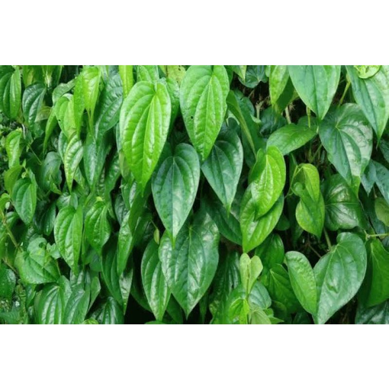 

daun sirih segar alami minimal order 10 lembar