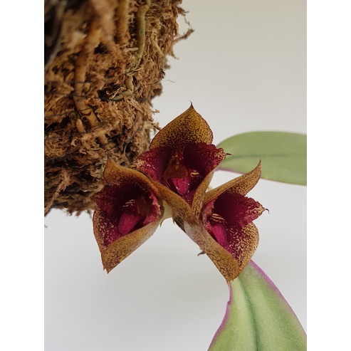 Anggrek Bulbophyllum Macrobulbon (Anggrek Dasi)
