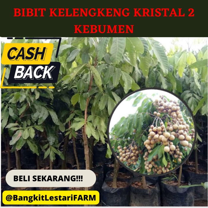 Bibit Kelengkeng Kristal 2, Bibit Kelengkeng SUPER GENJAH DAN TERLARIS