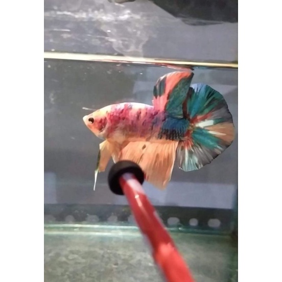 Cupang kontes SNI Giant HMPK Multicolor Bahanan Mutasi up