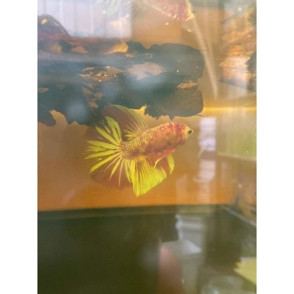 Cupang kontes SNI Giant HMPK Multi / Marble Bahanan Mutasi up