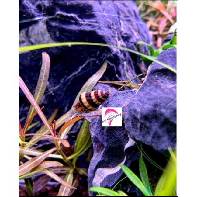 Hiasan aquarium keong assasin