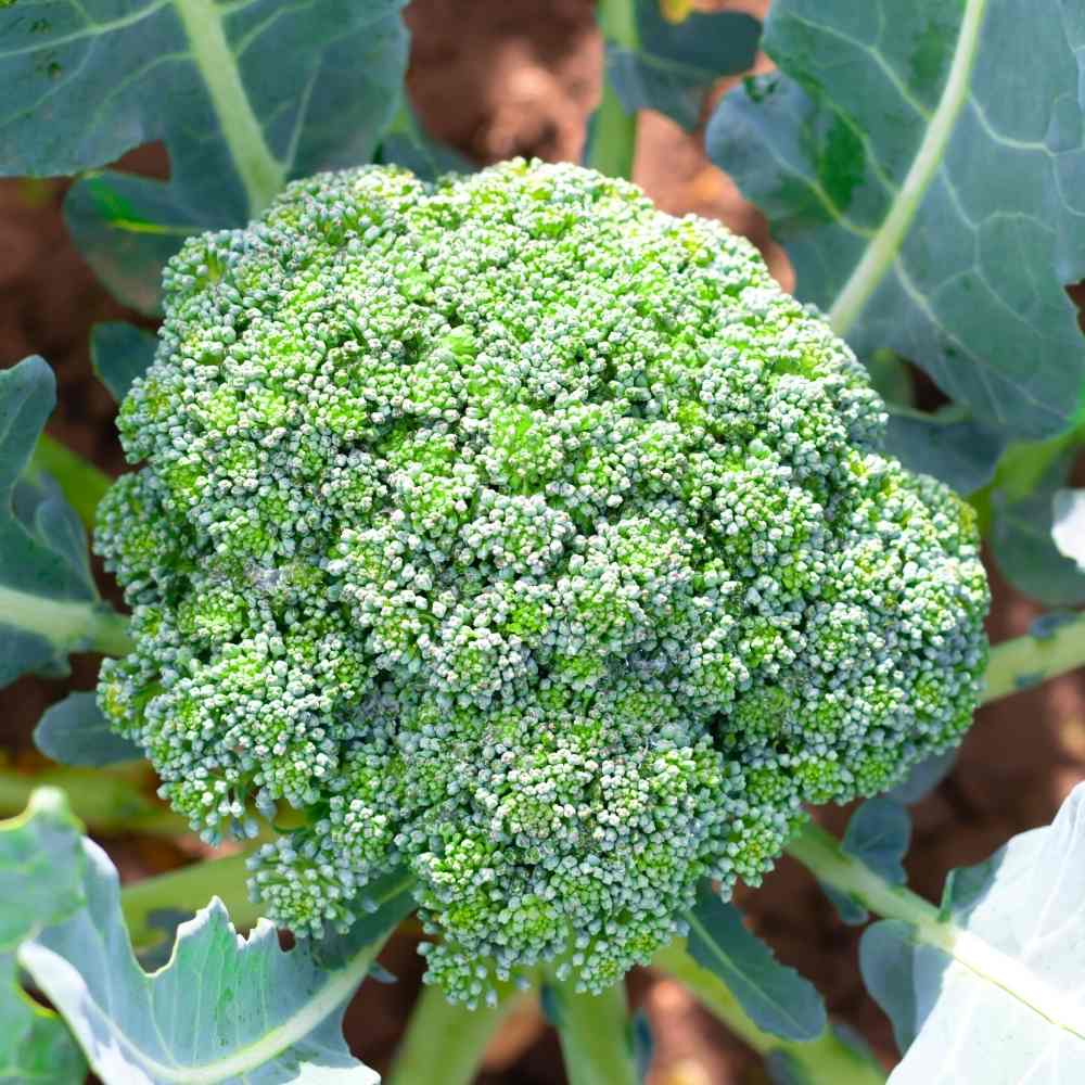 Benih Bibit Biji - Brokoli Hijau Green Super Broccoli F1 Hibrida Seeds - Panen Dalam 60 Hari