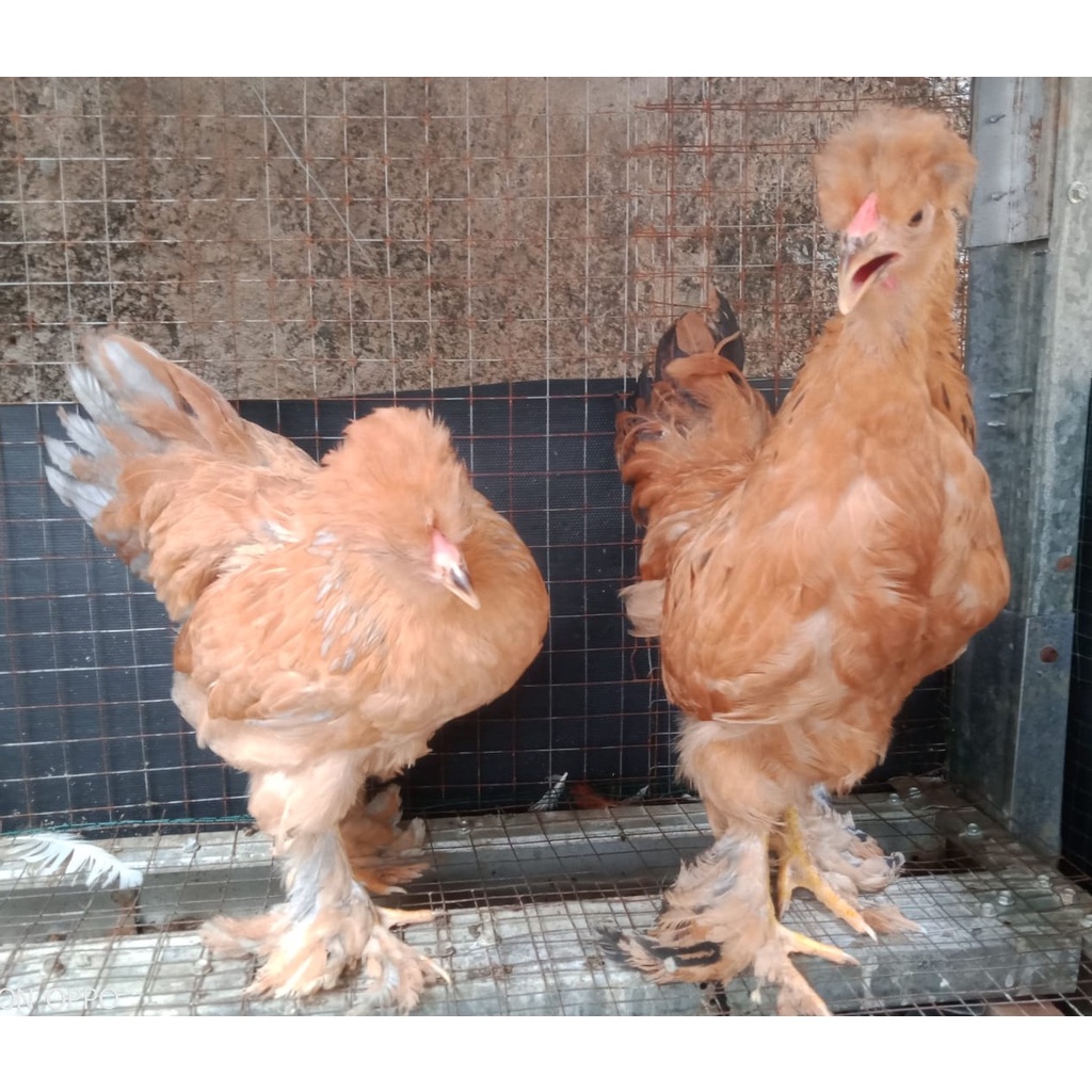 Ayam brahma park buff sepasang usia 4 bulan ( real foto dan vidio )