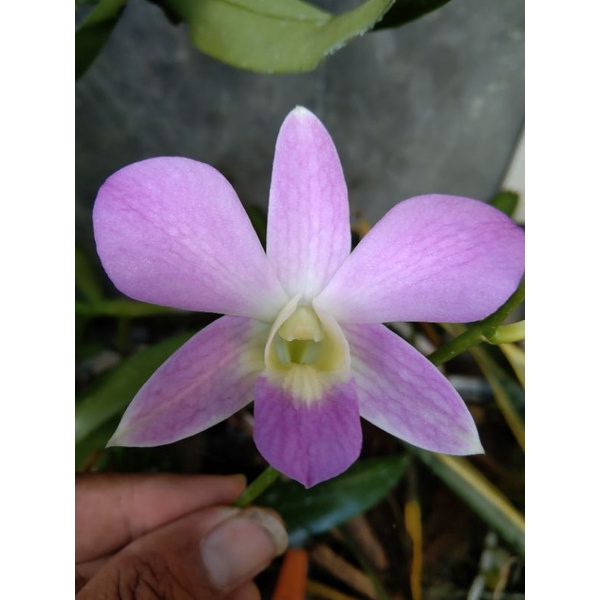 Luciana pink rimbun 3kg