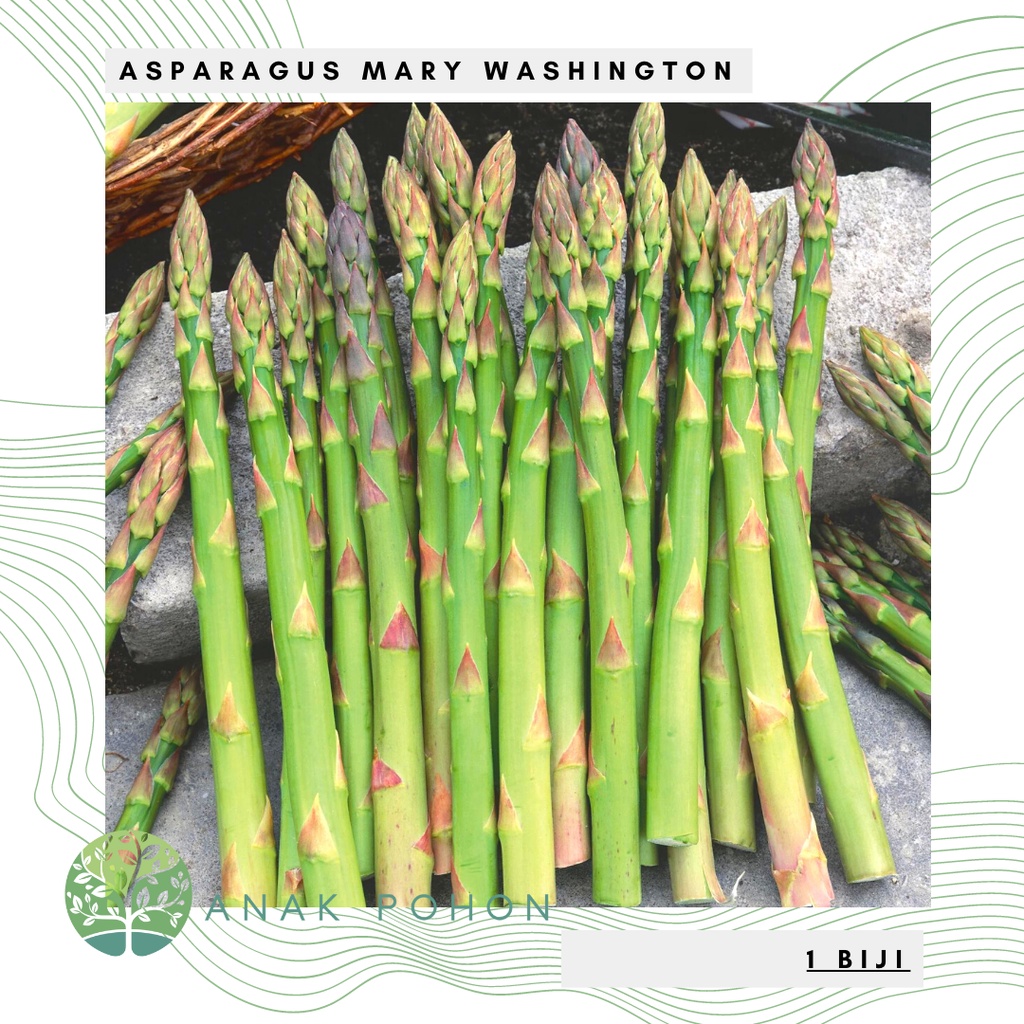 Benih Bibit Biji - Asparagus Mary Washington Seeds - IMPORT