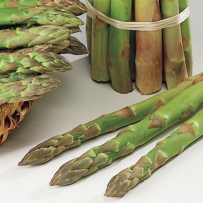 Benih Bibit Biji - Asparagus Mary Washington Seeds - IMPORT