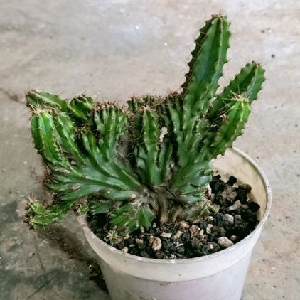 Tanaman Hias Kaktus Myrtillo Cristata Ownroot