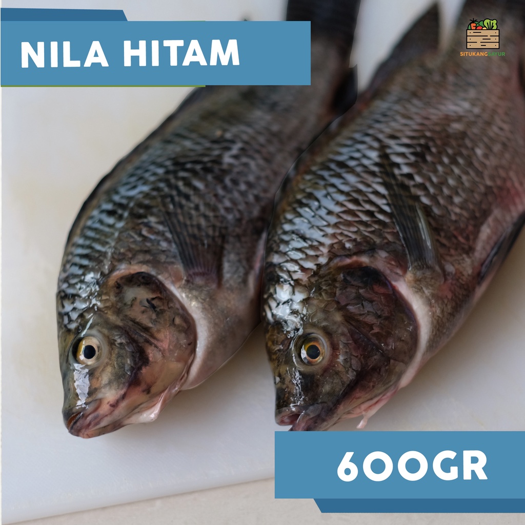 

Ikan Nila Hitam | ±600gr (Kota Bandung & Sekitar)