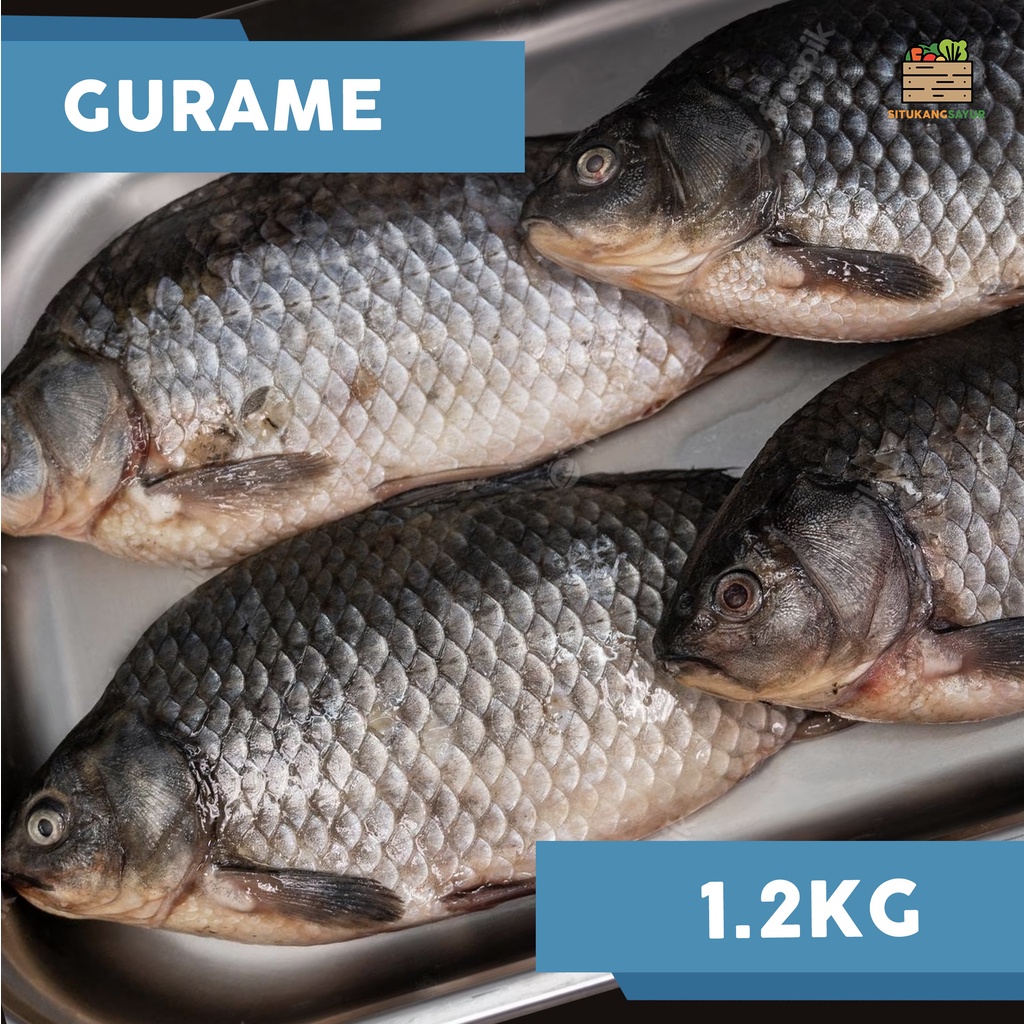 

Ikan Gurame | ±1,2kg (Kota Bandung & Sekitar)
