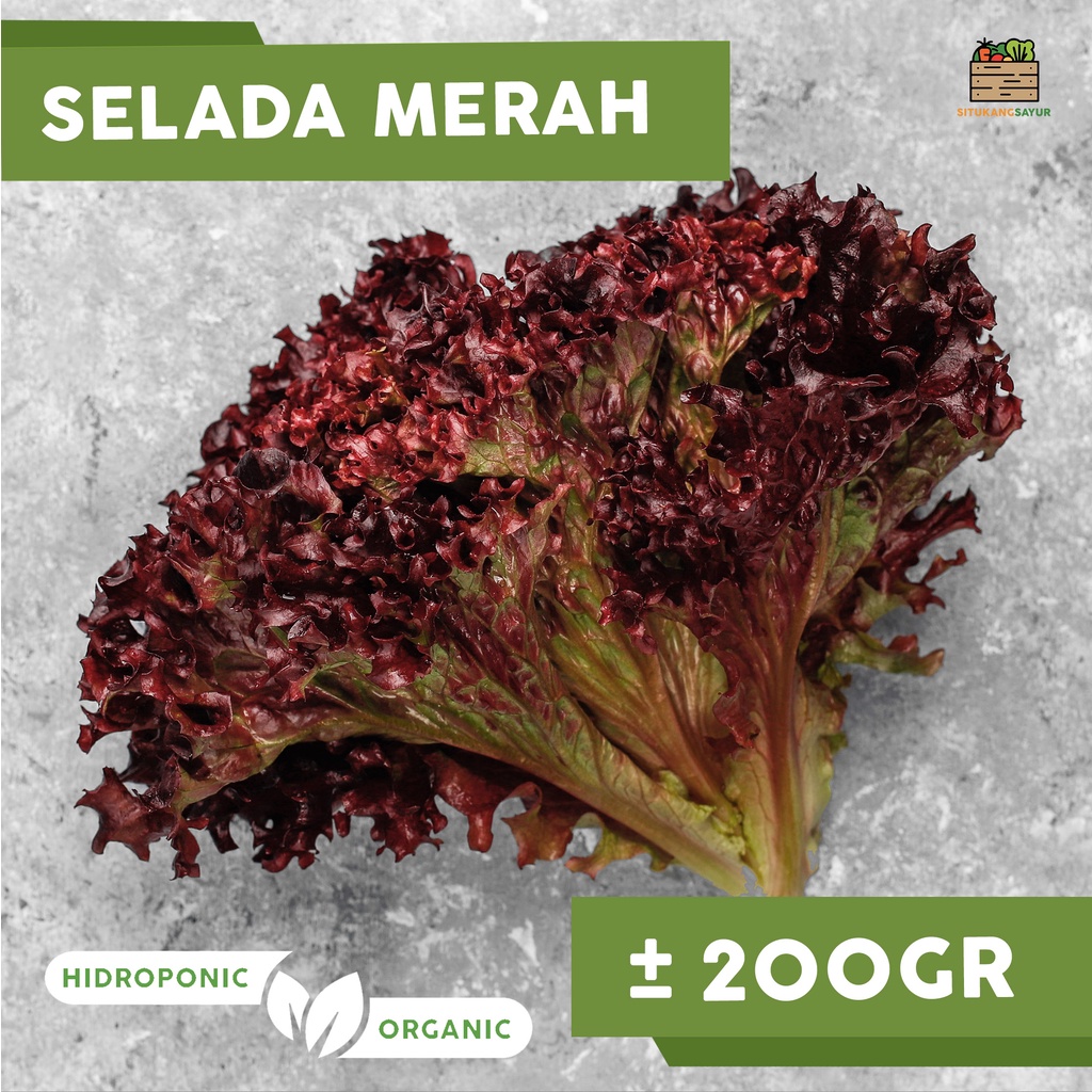 

Sayur Lolorosa Selada Merah Organik | ±200gr (Kota Bandung & Sekitar)
