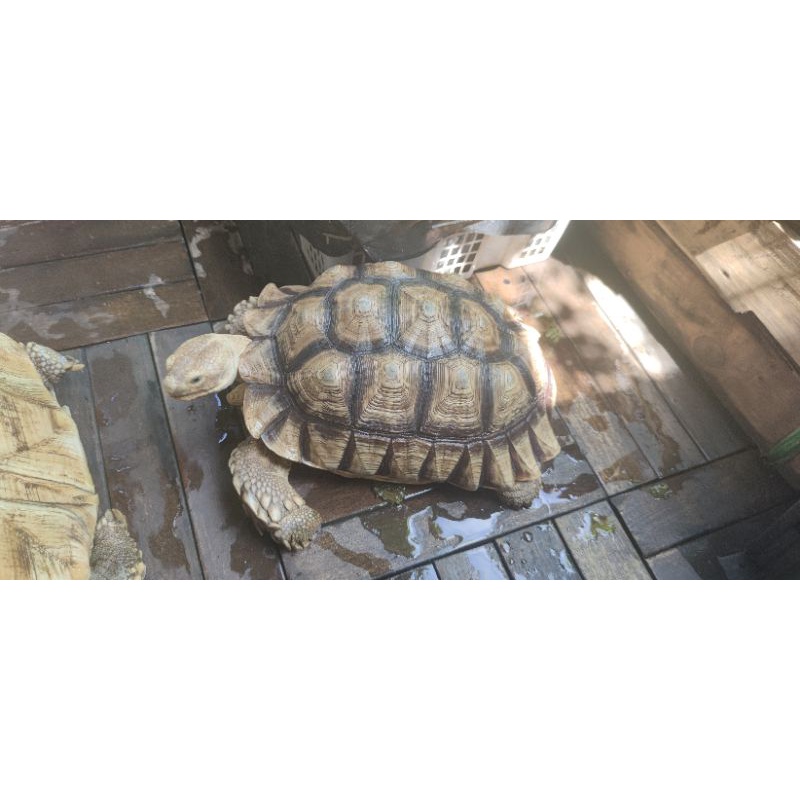 Sulcata Jantan 4 Tahun 35-40 CM
