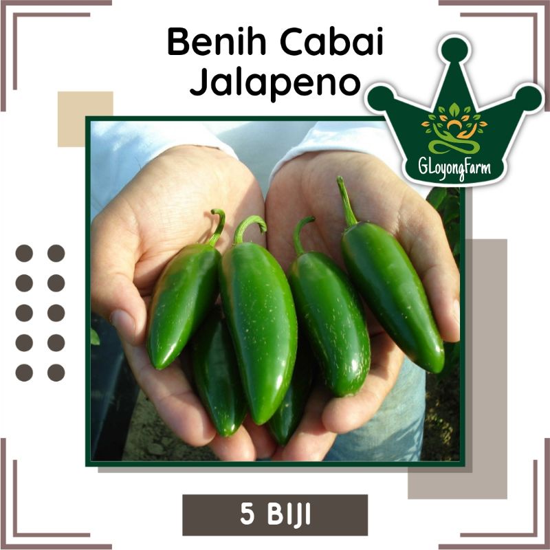 Benih Cabe JALAPENO Fanatic F1 Buah Silindris - Bibit Sayuran