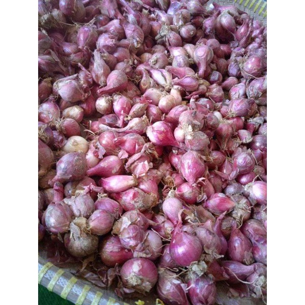

bawang merah brebes