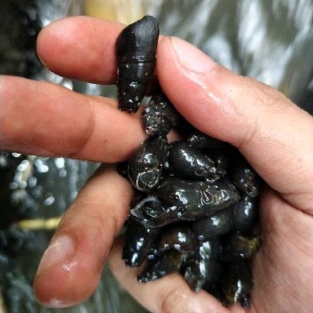 

keong sungai susuh segar 1kg