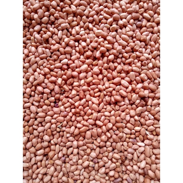 

Kacang Tanah