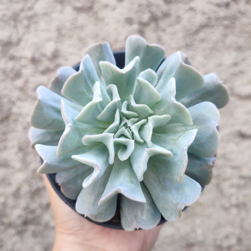 Echeveria Runyonii Topsy Turvy | DP 10cm | Sukulen