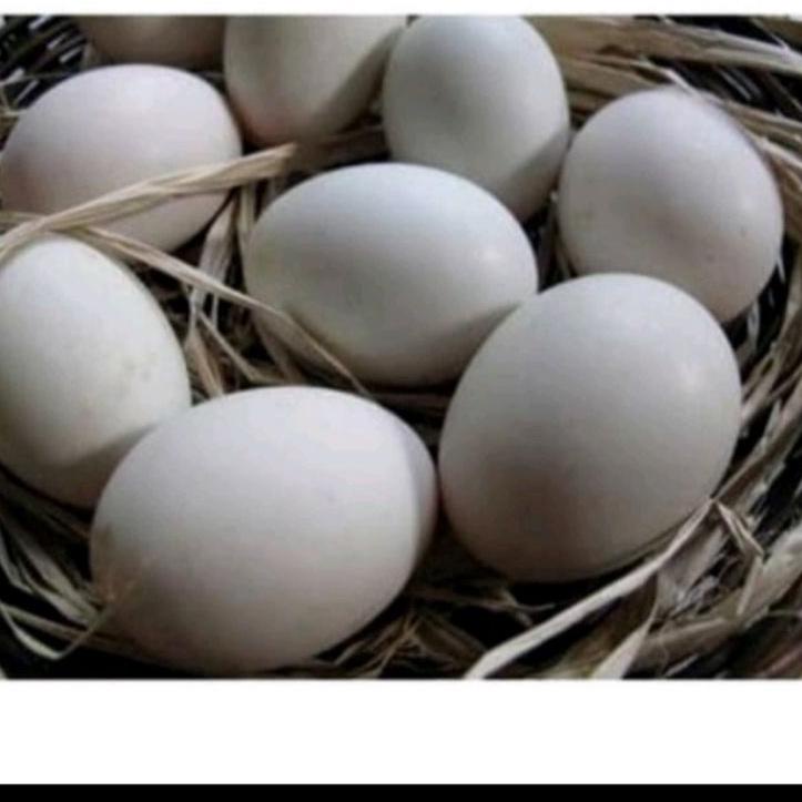 

New Deal j8J3vTelur SOANG per 1 Butir Fresh (Konsumsi) TIDAK MENERIMA