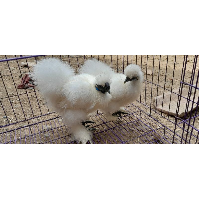 Ayam American Silkie Asli Orginal