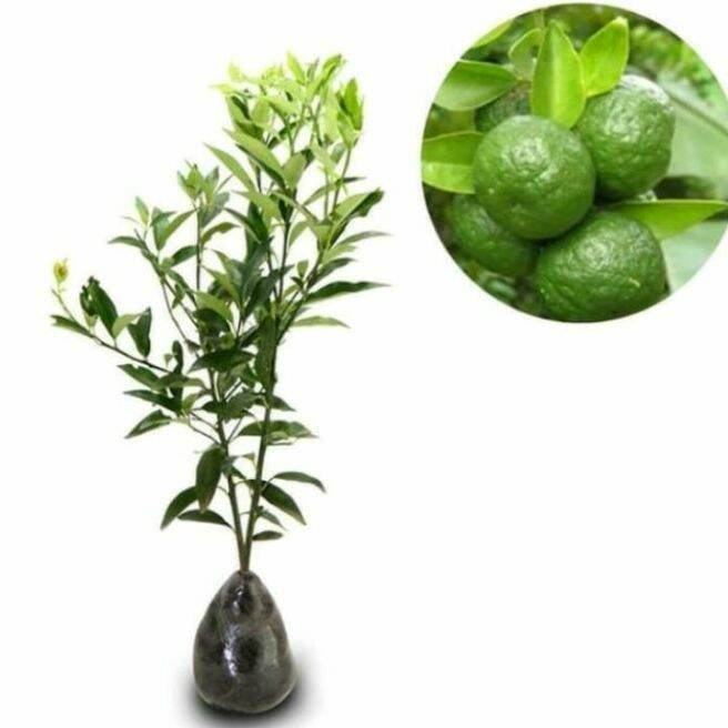 tanaman bibit unggul jeruk limo/tanaman buah jeruk limo/tanaman buah jeruk sambal/tanaman jeruk