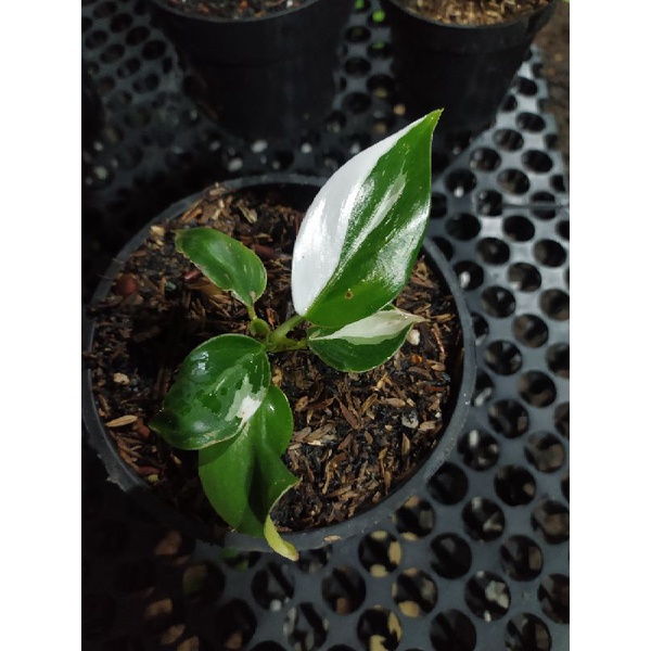 philodendron white wizard