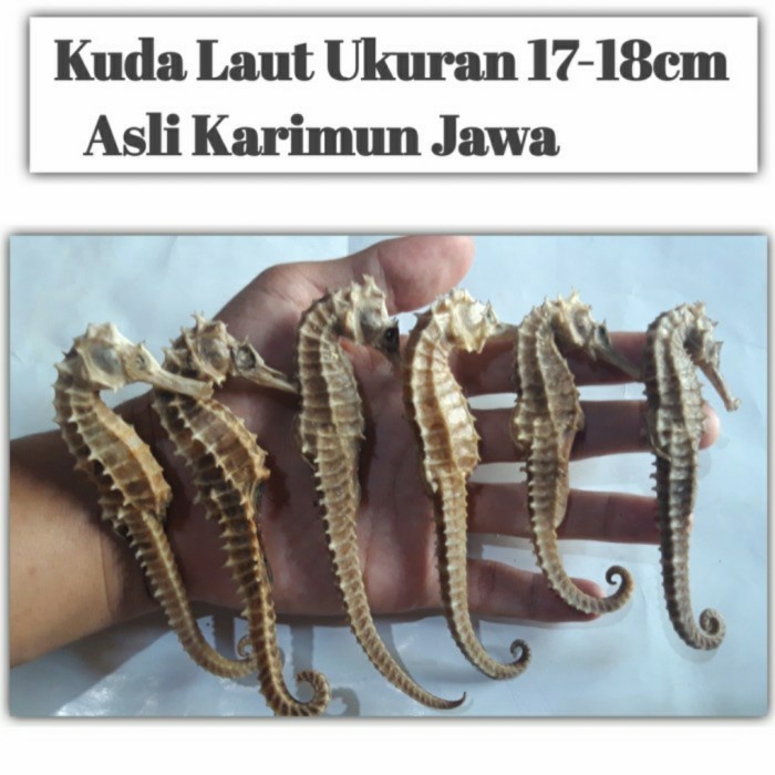 kuda laut kering super jumbo 17-18 cm suplemen pria herbal alami