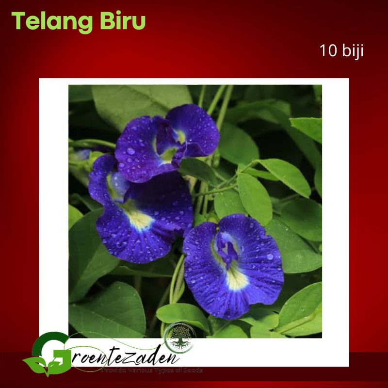 10 benih bibit biji bunga telang biru teh telang biru