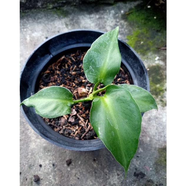 philodendron rugosum aberrant form