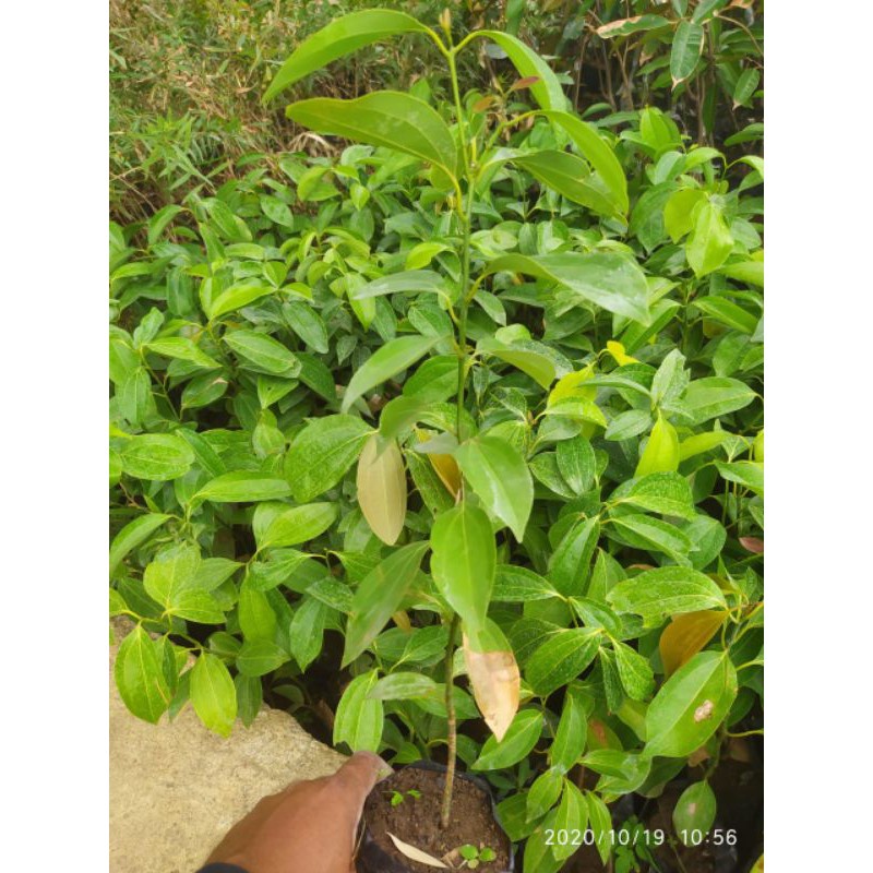 BIBIT KAYU MANIS PROMO HEMAT (beli 5 gratis 1)