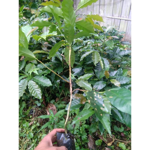 Bibit kopi Arabika