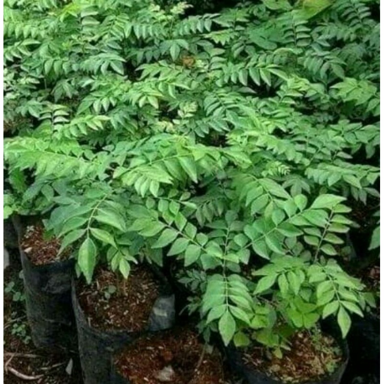 Bibit Salam Kari Salam Koja