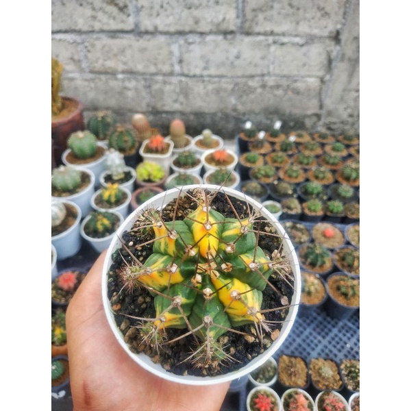 kaktus Miha Varigata