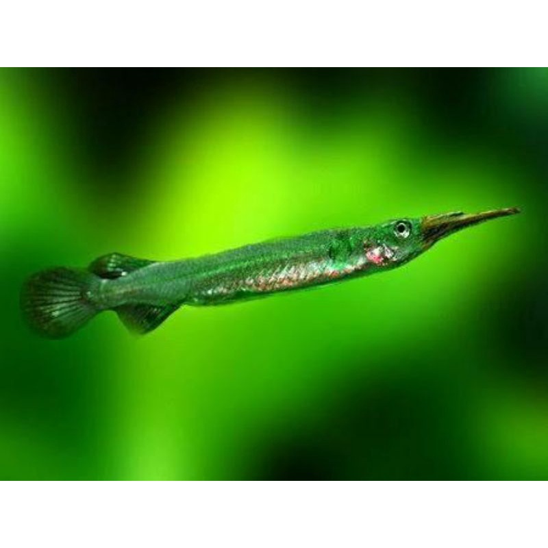 

ikan cucut air tawar murah