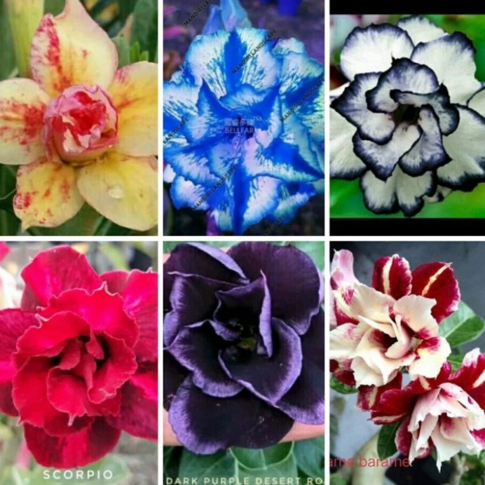Must Have 12 Paket Bibit Kemboja Jepang - Adenium Kembja Tumpuk Termurah