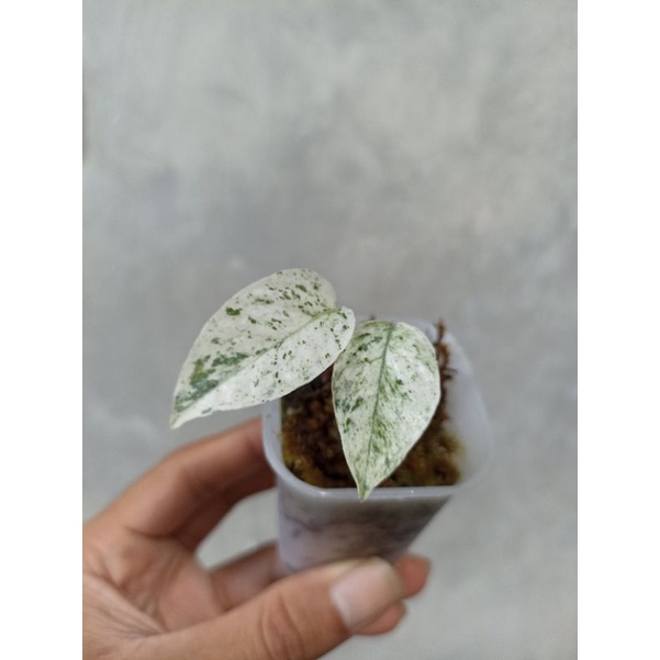 epipremnum marble thai