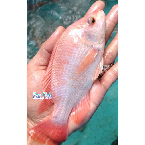 bibit nila merah bangkok super 3 jari 14-16cm