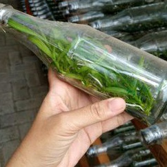 anggrek dendrobium melintir atau keriting bibit botol