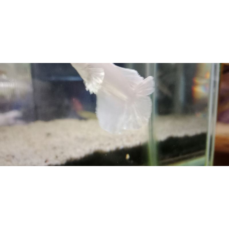 cupang white platinum