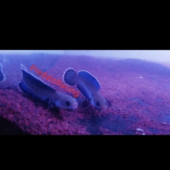 Channa Red Andrao 7cm