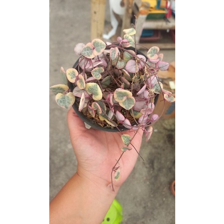 string of heart variegata / tanaman hias /succulent