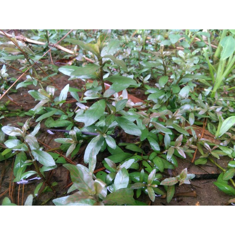 Hygrophila polisperma sunset aquascape