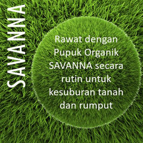 Terbaru Pupuk Rumput Organik / Rumput Gajah / Rumput Gajah Mini SAVANNA 100 ml 