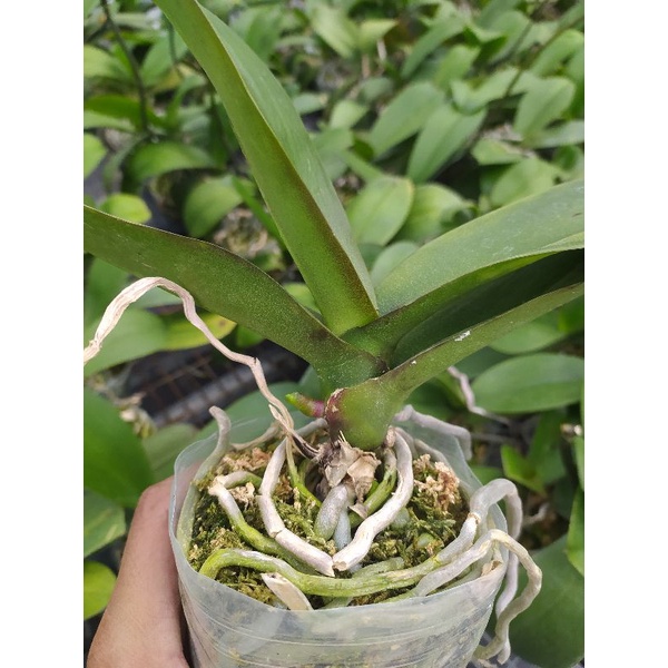 anggrek bulan ex rental / pasca bunga