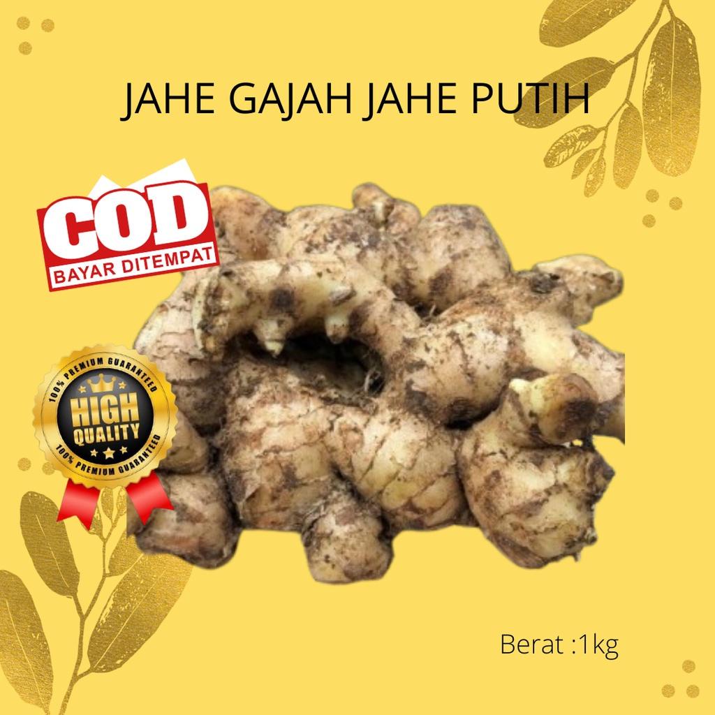

JAHE GAJAH JAHE PUTIH TERBAIK 1kg [ TERLARIS BERKUALITAS ]
