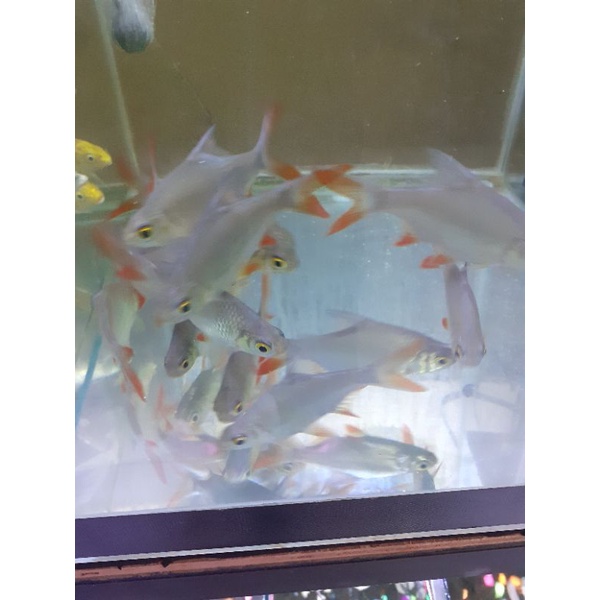 ikan kaviat hijau/kaviat hiasan aquarium