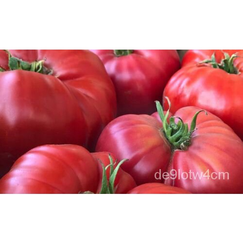 

นดBiji Tomatเลุ์ัม็ธBrendiพ D95E