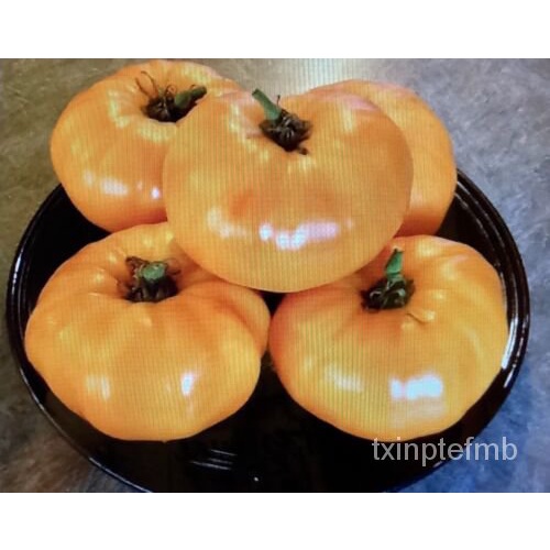 

60 ดเธล2023 ็TahunKellogg’sTanamพTomat Warisan Organik มุYangัSarapan์Non-transgene, Benihน VHTN