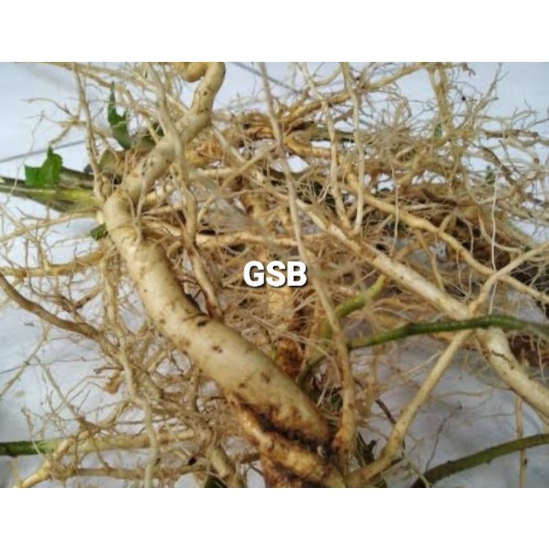 

Akar sidaguri jantan segar 500 gram